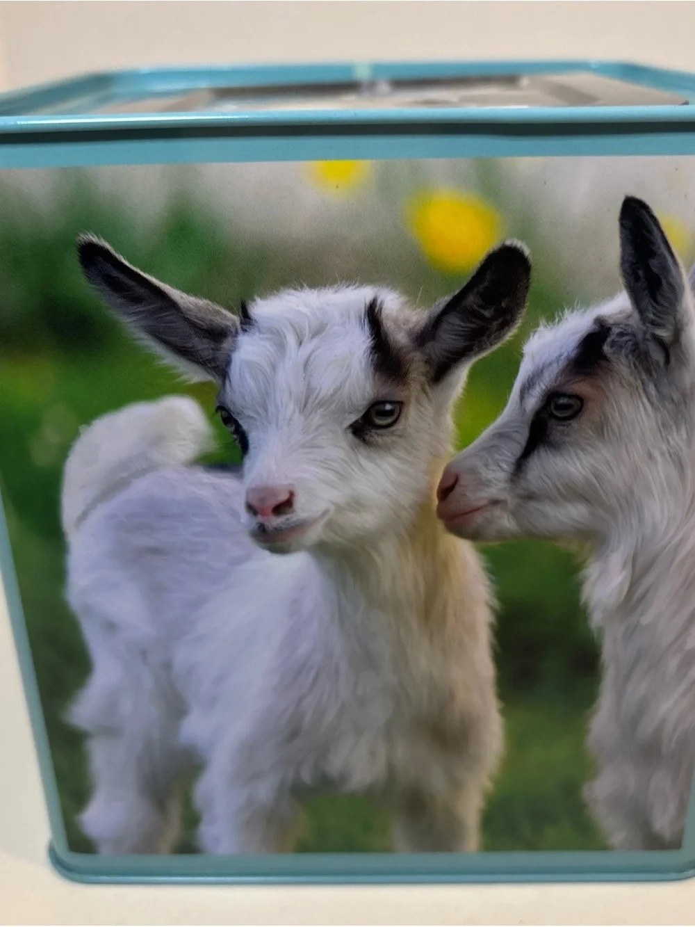 Jack N The Box Baby Billy Goat- works